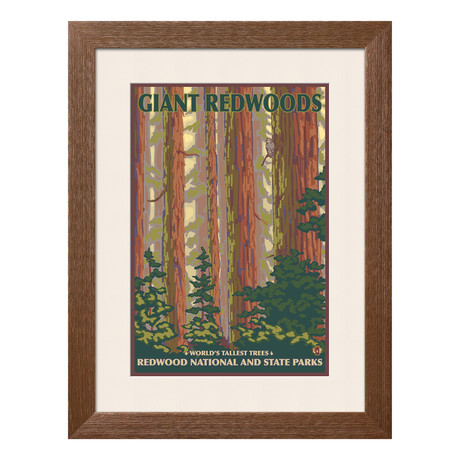 Redwood National Park // Giant Redwoods