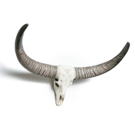 Cow Skull // 34" Wide