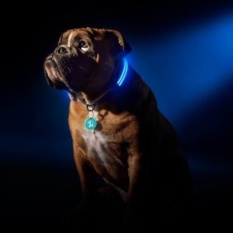 Electric Blue // LED Dog Collar