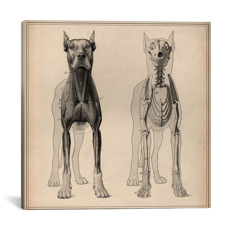 Dog Anatomy Skeleton Front View // Pela & Silverman