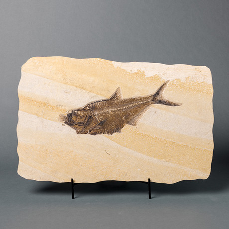 Fossilized Prehistoric Fish + Prey