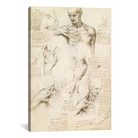 Superficial Anatomy of the Shoulder and Neck (Recto), 1510 // Leonardo da Vinci