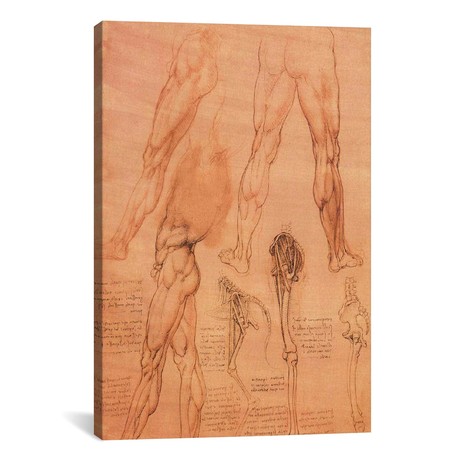 Studies of Legs of Man and the Leg of a Horse, 1506 // Leonardo da Vinci