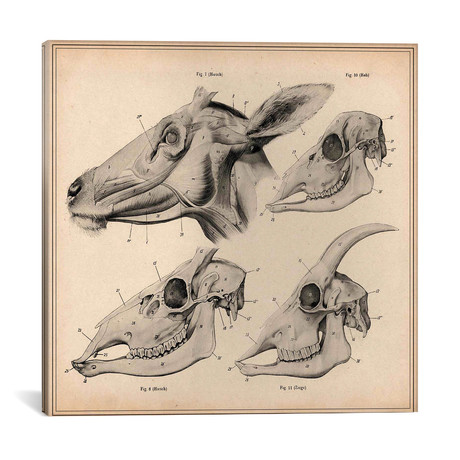 Goat Head Skeleton Anatomy // Pela & Silverman