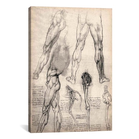 Sketchbook Studies of Human Legs // Leonardo da Vinci
