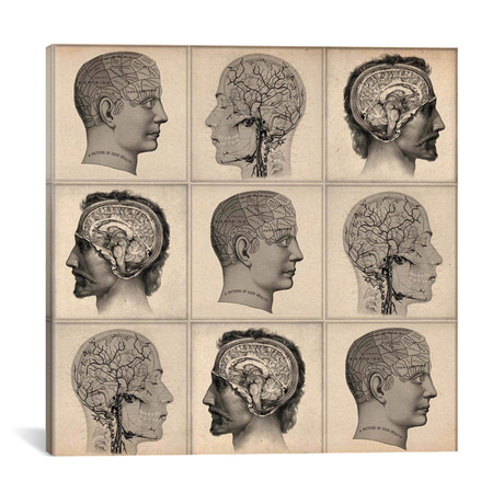 Human Head Anatomy Collage // Unknown Artist