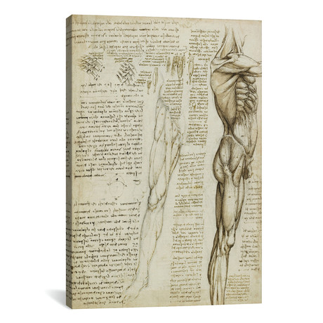The Muscles of the Leg. 1511 // Leonardo da Vinci
