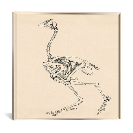 Dorking Hen Skeleton // George Stubbs