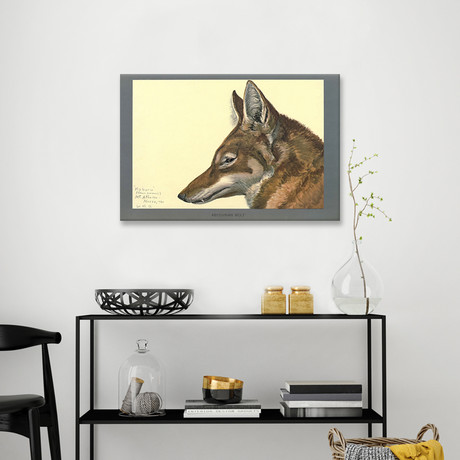 Abyssinian Wolf!
