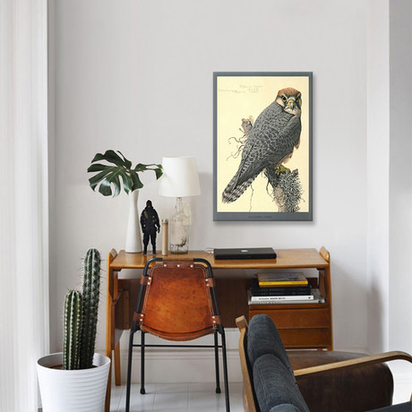 Abyssinian Lanner Falcon