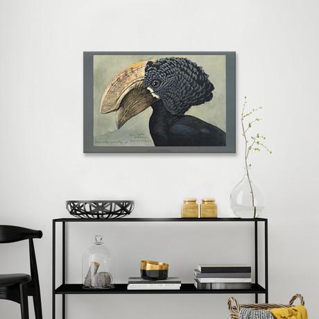 Abyssinian Crested Hornbill