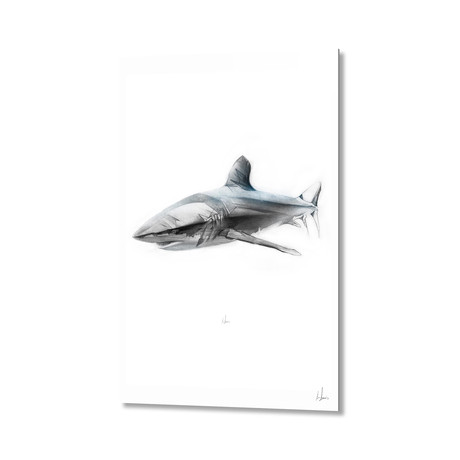 Shark I // Aluminum Print