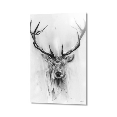 Red Deer // Aluminum Print