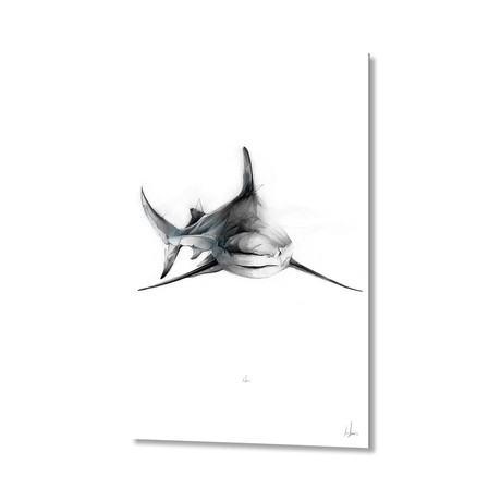 Shark III // Aluminum Print!