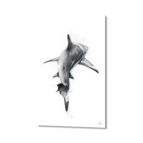 Shark II // Aluminum Print