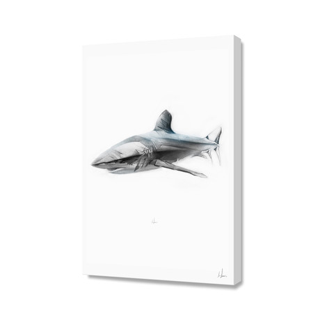 Shark I // Stretched Canvas