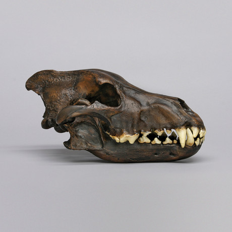 Dire Wolf Skull + Stand