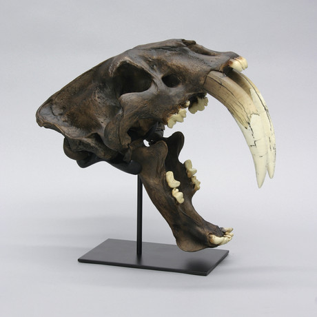 Deluxe Sabertooth Cat Skull + Stand