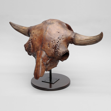 Bison Antiquus Skull + Stand