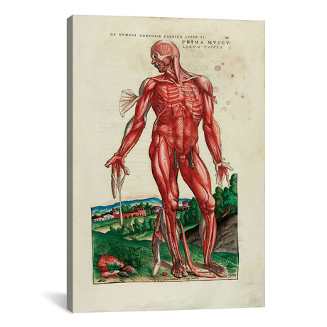 Prima Musculorum Tabula, illustration from `De Humani Corporis // Venetian School