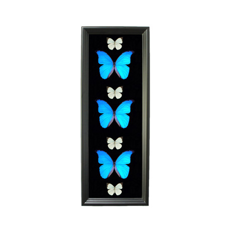 Large Butterfly Shadow Box