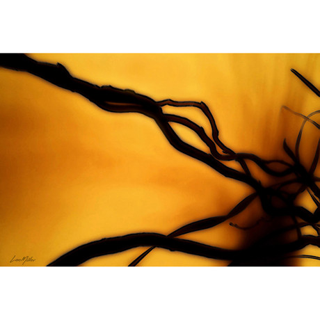 Entangled Amber