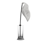 Anthurium Orange Squeezer (White)