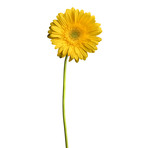 Yellow Daisy