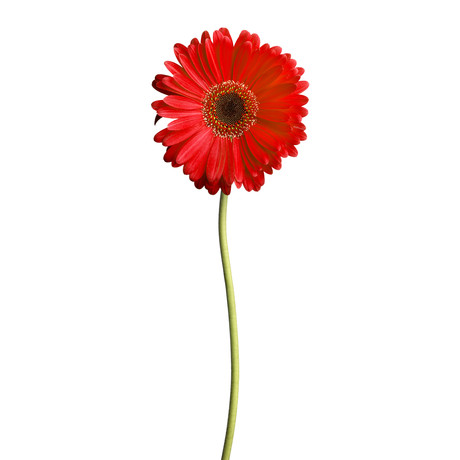 Wf red daisy medium