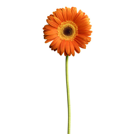 Wf orange daisy medium