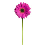 Magenta Daisy