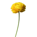 Yellow Ranunculus