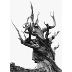 Bristlecone Pine: Eastern Sierra (11" x 14")