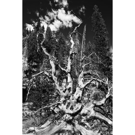 Snag Root: Ansel Adams Wilderness, CA. (11" x 14")