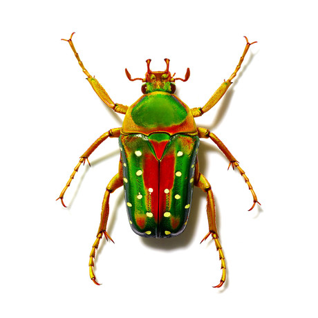 Spotted Green Beetle (9" x 12")
