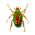 Spotted Green Beetle (9" x 12")