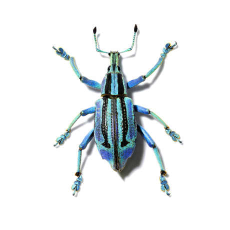 Blue Weevil (9" x 12")