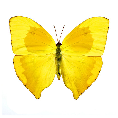 Yellow Butterfly (15" x 18")