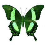 Green Butterfly (18" x 21")