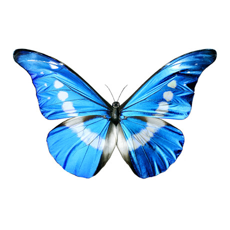 Blue Butterfly (17" x 24")