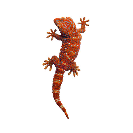 Gecko (11" x 24")