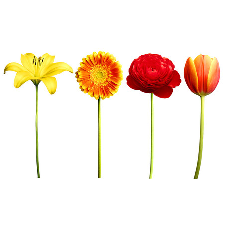 Red, Orange & Yellow Floral Four Pack