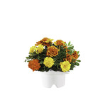 Click & Grow Refill // French Marigold