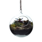 Hudson 4 // Hanging Terrarium