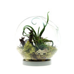 Hudson 4 // Table Top Terrarium