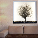 Tree Glo Canvas (25.59" sq. x .79" thick)