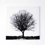 Tree Glo Canvas (25.59" sq. x .79" thick)