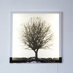 Tree Glo Canvas (25.59" sq. x .79" thick)