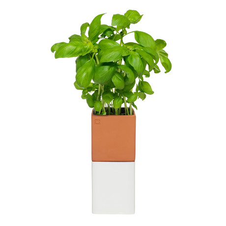 Terracotta Evergreen // Small