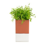 Terracotta Evergreen // Large